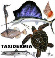 tt-taxidermia_jpg_w180h187.jpg